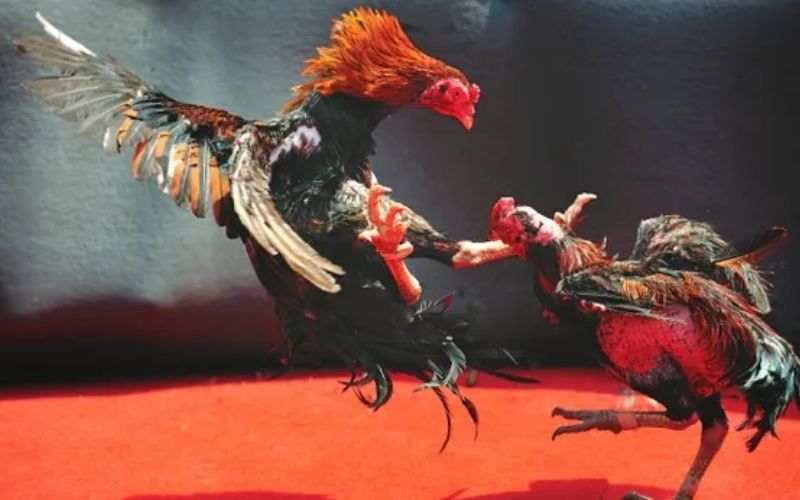 Chế độ dinh dưỡng đặc biệt cho gà trong giai đoạn tập