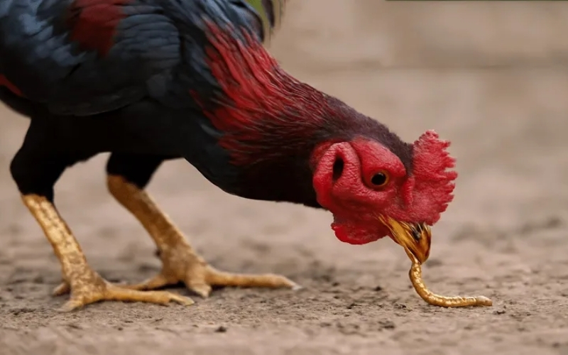 Chế độ dinh dưỡng đặc biệt giúp gà tăng sức bền bỉ