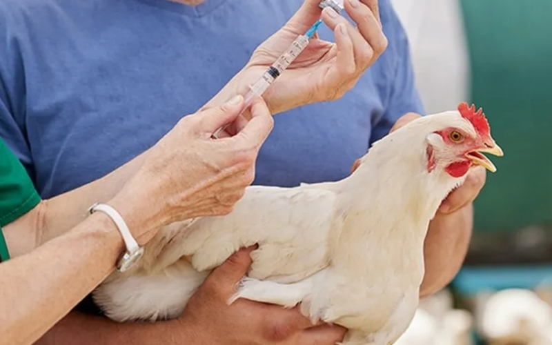 Lịch trình tiêm phòng định kỳ cho các dòng gà quý