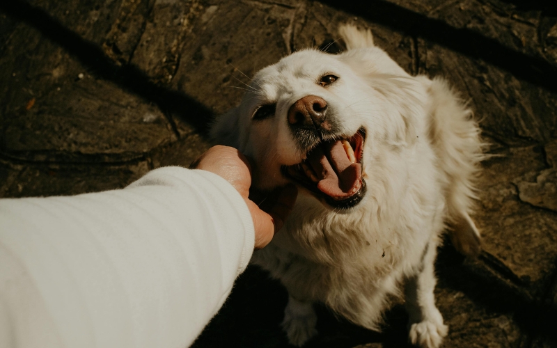 Sai lầm thường gặp khiến vật nuôi nhút nhát và yếu ớt