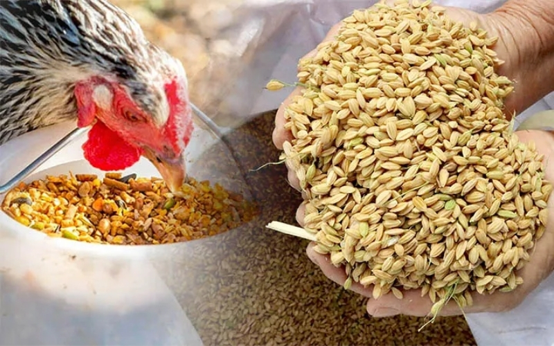 Kỹ thuật nuôi gà đá tơ: Chế độ dinh dưỡng giúp gà nhanh cứng cáp