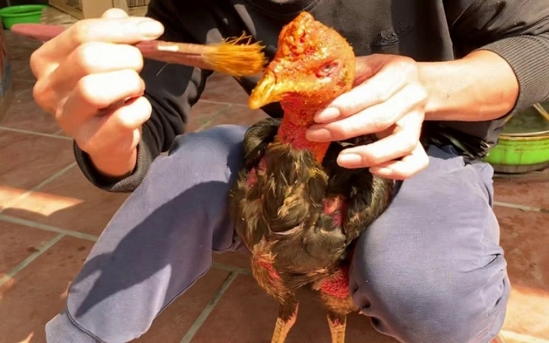 Phương pháp om bóp nghệ cho gà chọi giúp da săn chắc và nhanh lành vết thương