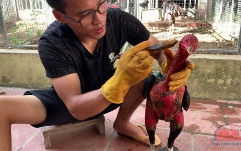 Quy trình om nghệ chi tiết cho gà chọi